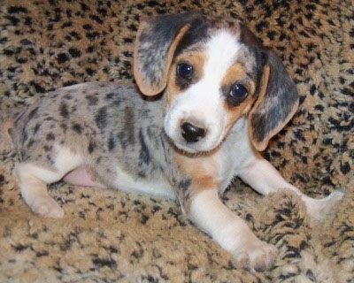 A gray spotted with black and tan and white Queen Elizabeth Pocket Beagle puppy is laying across a fluffy leopard print blanket looking forward and its head is tilted to the right.